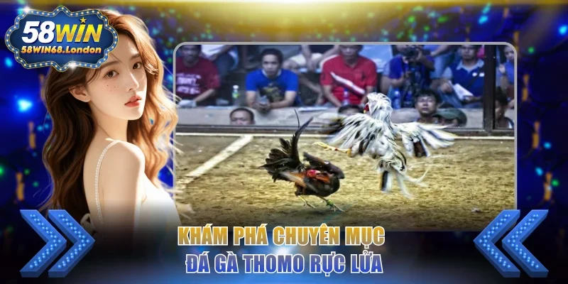 Khám phá chuyên mục đá gà Thomo rực lửa