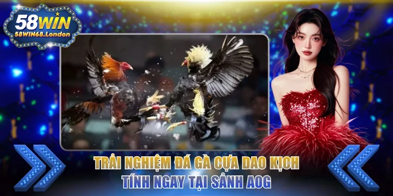 Trải nghiệm đá gà cựa dao kịch tính ngay tại sảnh AOG